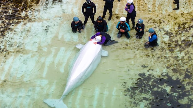 安省Marineland鲸豚大规模转移后多只动物死亡，引发海洋哺乳动物保护争议